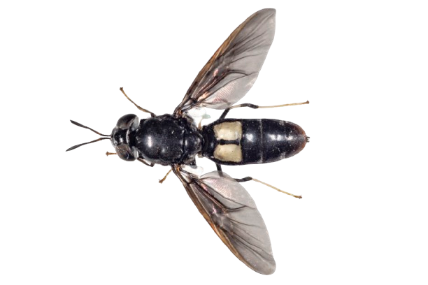 Black Soldier Fly